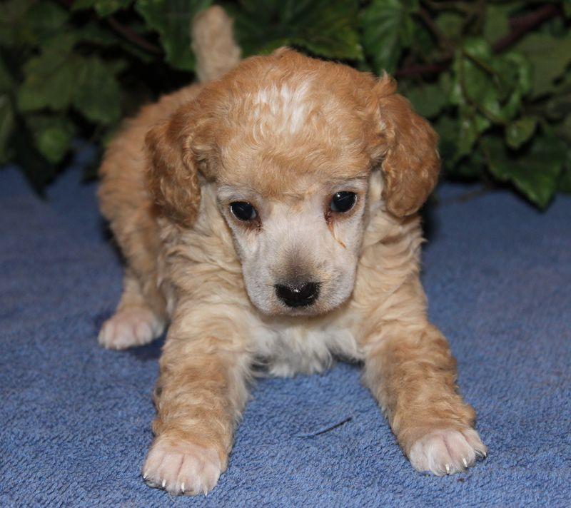 The Original Merle Shih Poo The Idea of the Merle ShihPoo