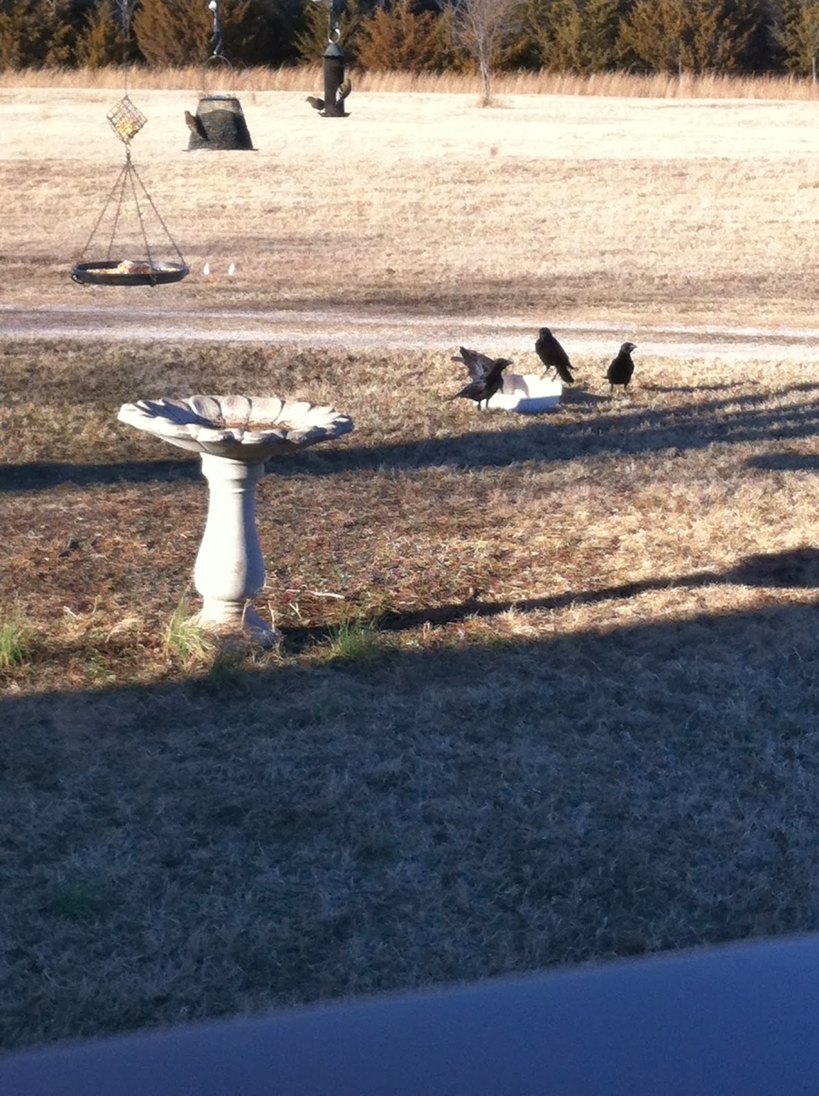 Windy Acres Diary: January 2014