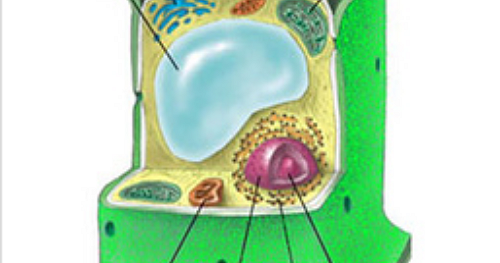 Ayudha21: Gambar Sel Tumbuhan Dan Hewan Beserta Bagian-bagiannya