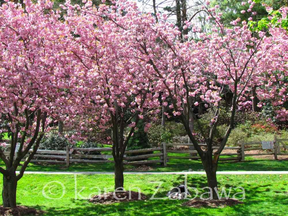 Snapshot Travel Blog Mother's Day in Mississauga a Walk in the Gardens