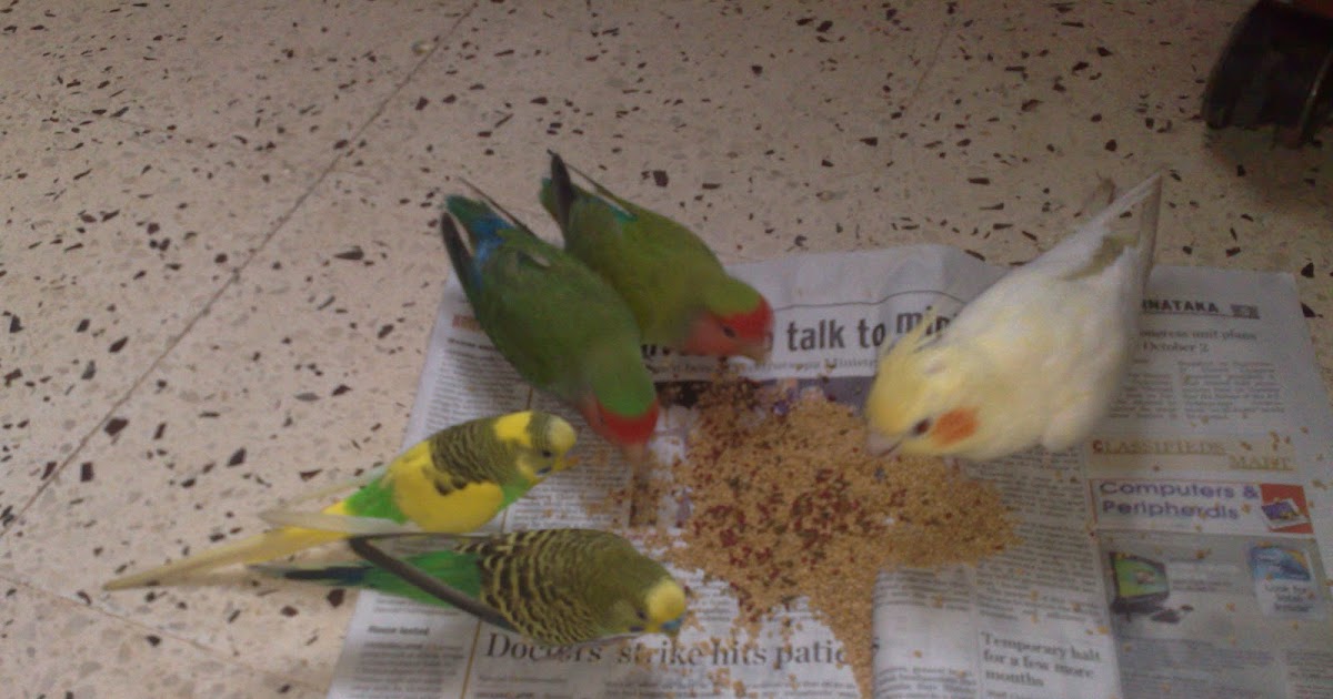 Experienced Pet Birds Owner Bangalore India