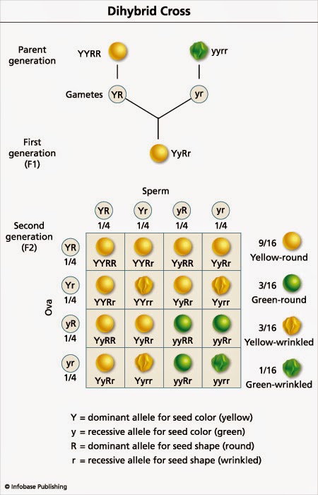 dihybrid cross