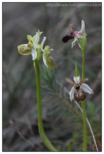 Ophrys arachnitiformis Ophrys-en-forme-d%2527araign%25C3%25A9e-%25288%2529