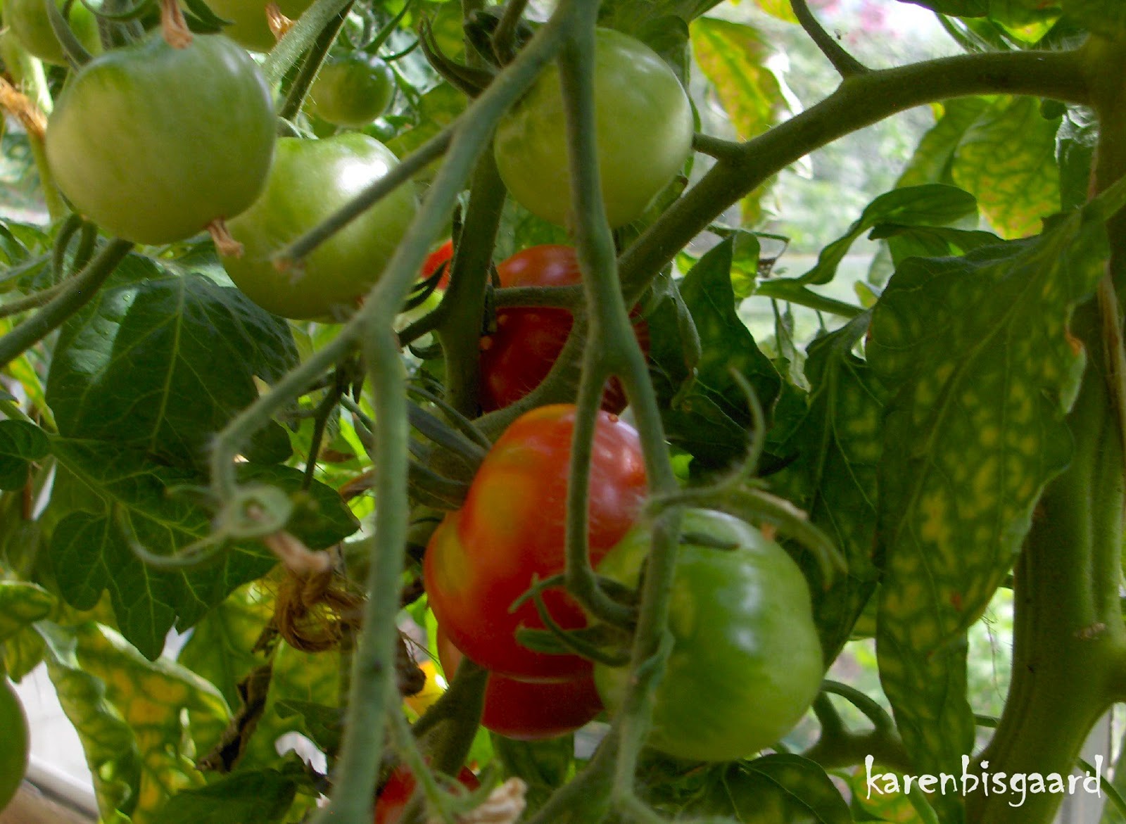 Karen`s Nature Photography Red and Green Tomatoes inside Greenhouse.