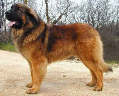 Leonberger Dog Breed Pictures