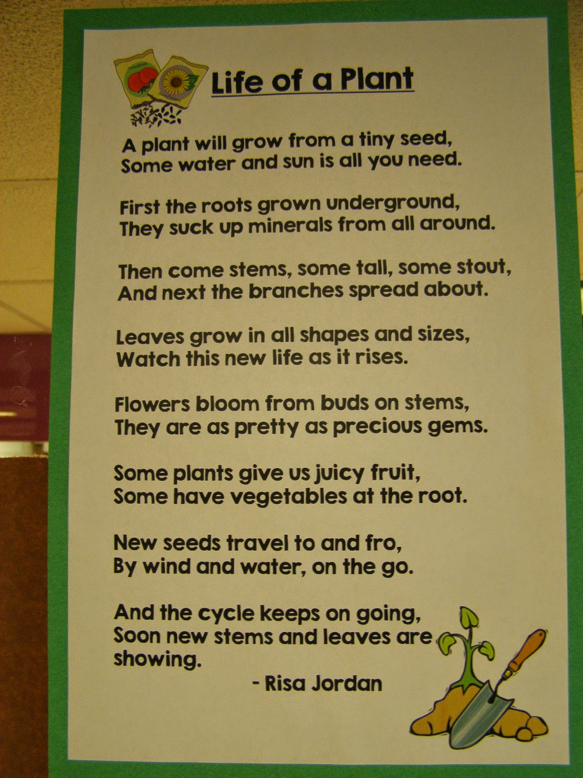 Mrs. Peterson's 2nd Grade: The Life Cycle of a Plant