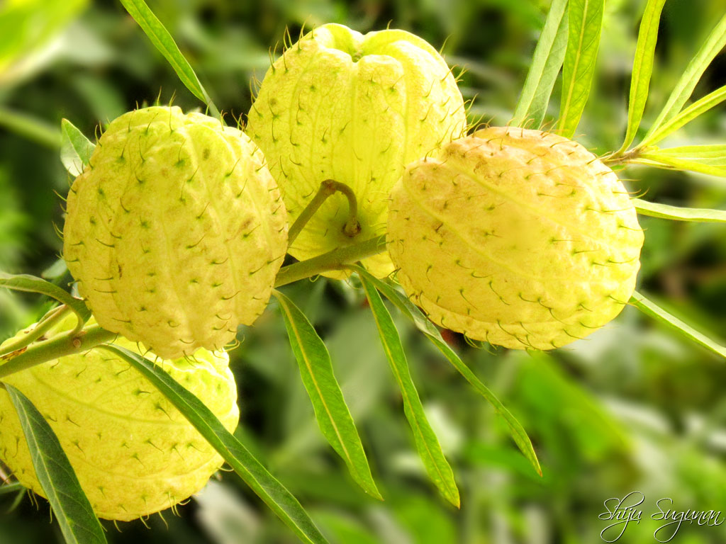 Cranium Bolts Balloon Plant