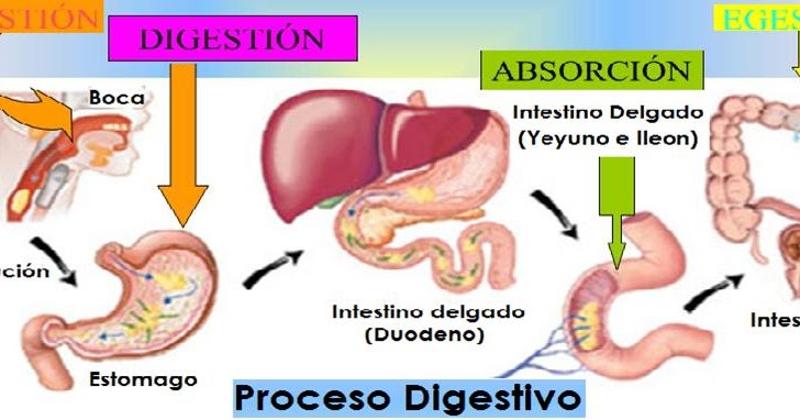 MiniGuías 03. El Proceso Digestivo