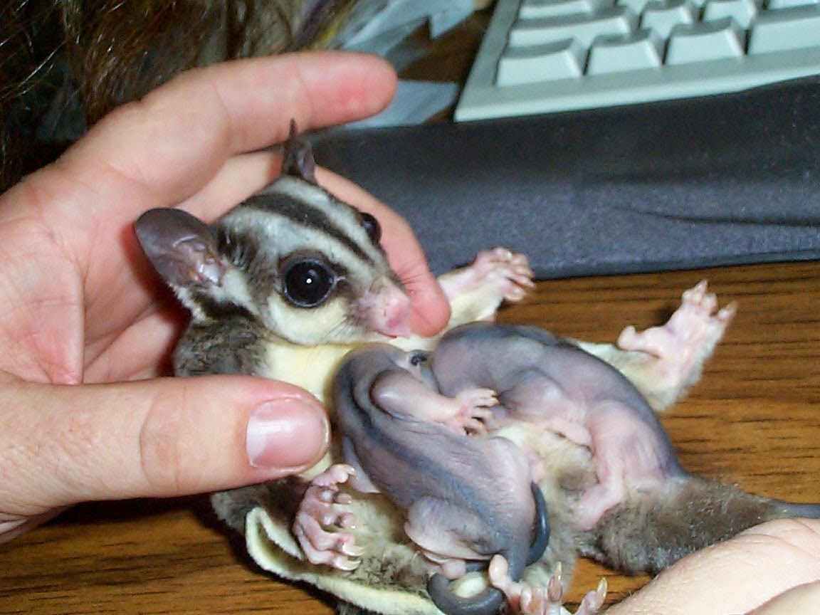 The Ups & Downs of Owning Sugar Gliders