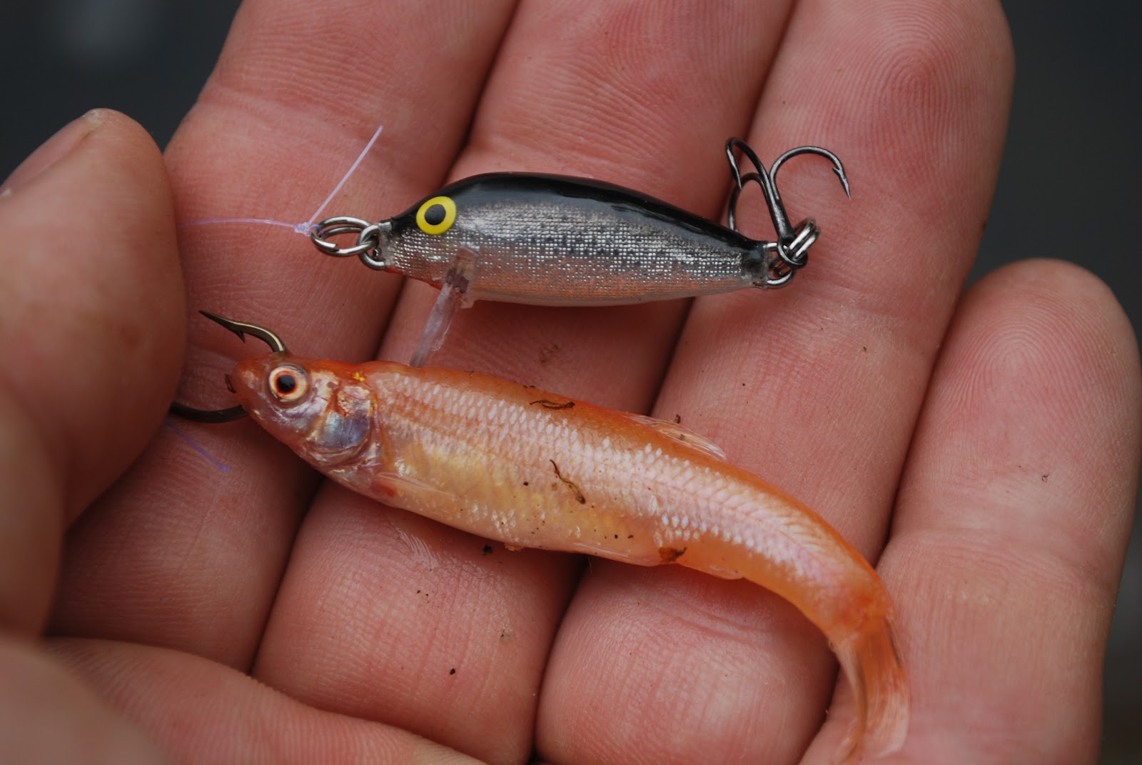 Litton's Fishing Lines Brown Trout on Rapalas and Fathead Minnows Be