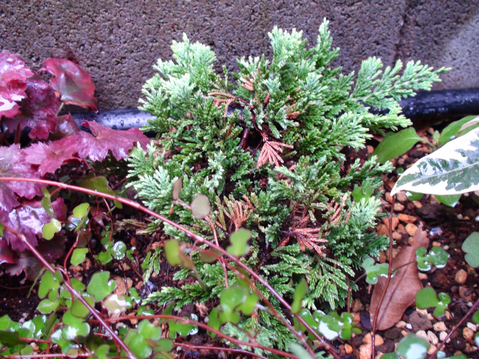 小さな庭 コニファー 這い性