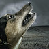 Por que é que os cachorros uivam?