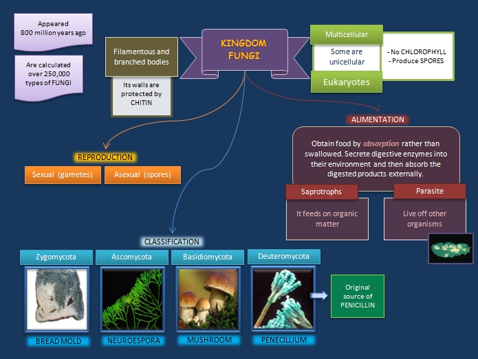 Educative diagrams Kingdom Fungi