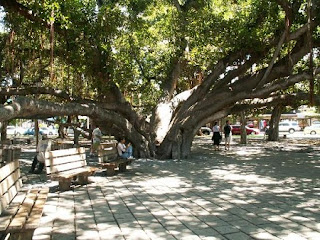 Banyan tree Lahaina