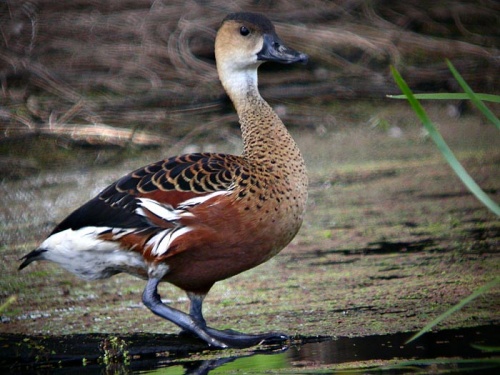 Berbagi Manfaat Daging Burung Belibis