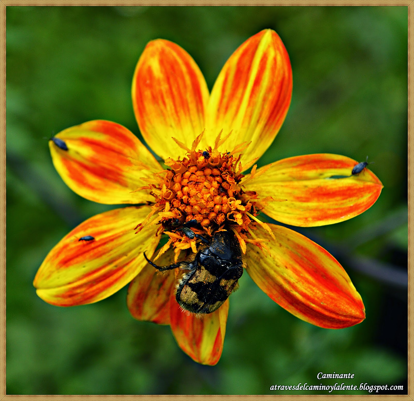 A través del camino y la lente JICOTILLO CON CRIAS