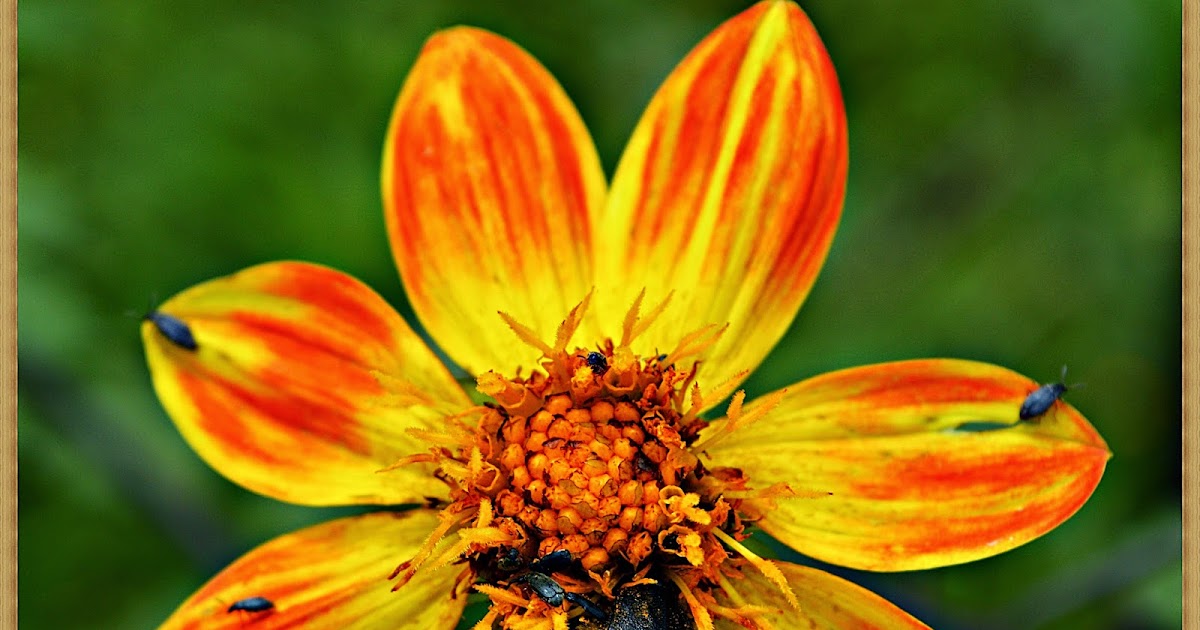 A través del camino y la lente JICOTILLO CON CRIAS