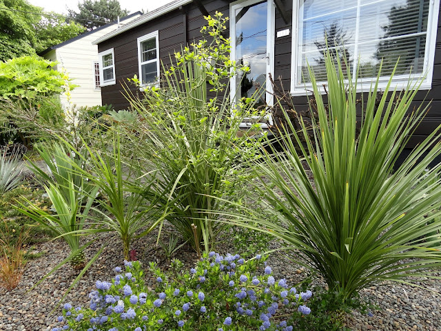 How To Propagate Abutilon From Cuttings The Garden Of Eaden