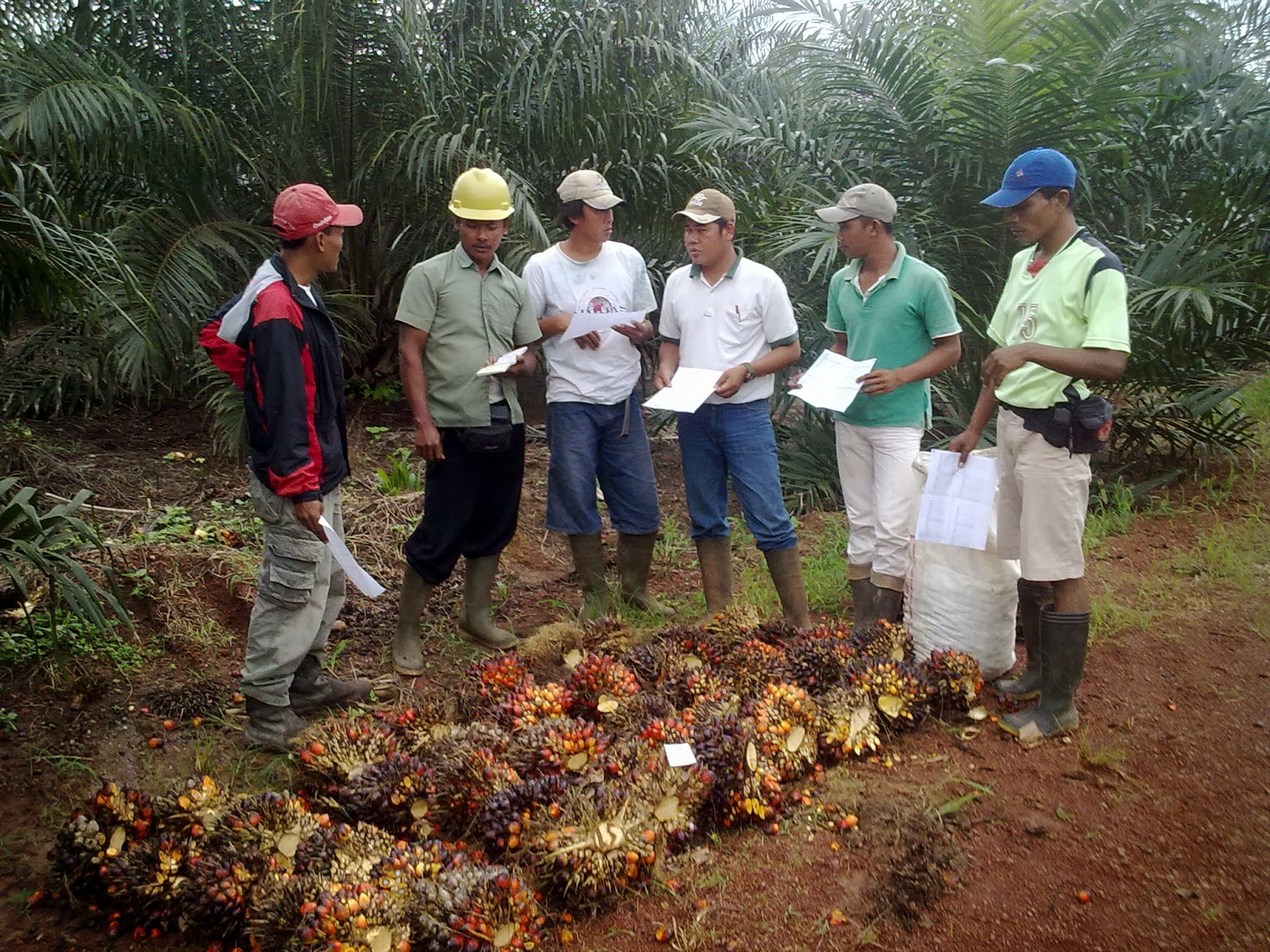 Briefing Bersama Mandor & Kerani Untuk Penerapan OPH (Oil Palm Harvesting) Standard PT. WILMAR Briefing Bersama Mandor & Kerani Untuk Penerapan OPH (Oil Palm Harvesting) Standard PT. WILMAR