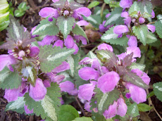 Lamium