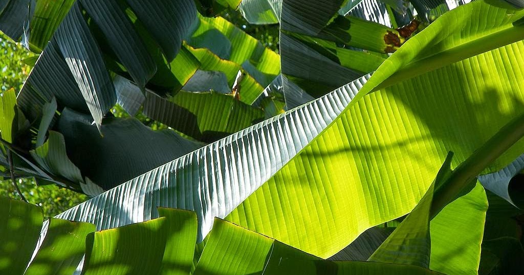 Agencia de Viajes India La hoja de Platano y su uso en la cocina de la