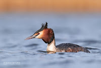 Great Crested Grebe