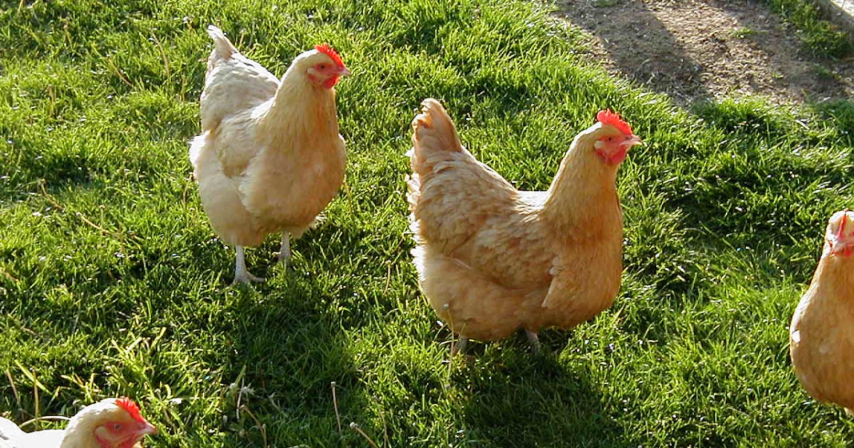 Chicken Endangered Animals Facts, Wildlife Pictures And Videos