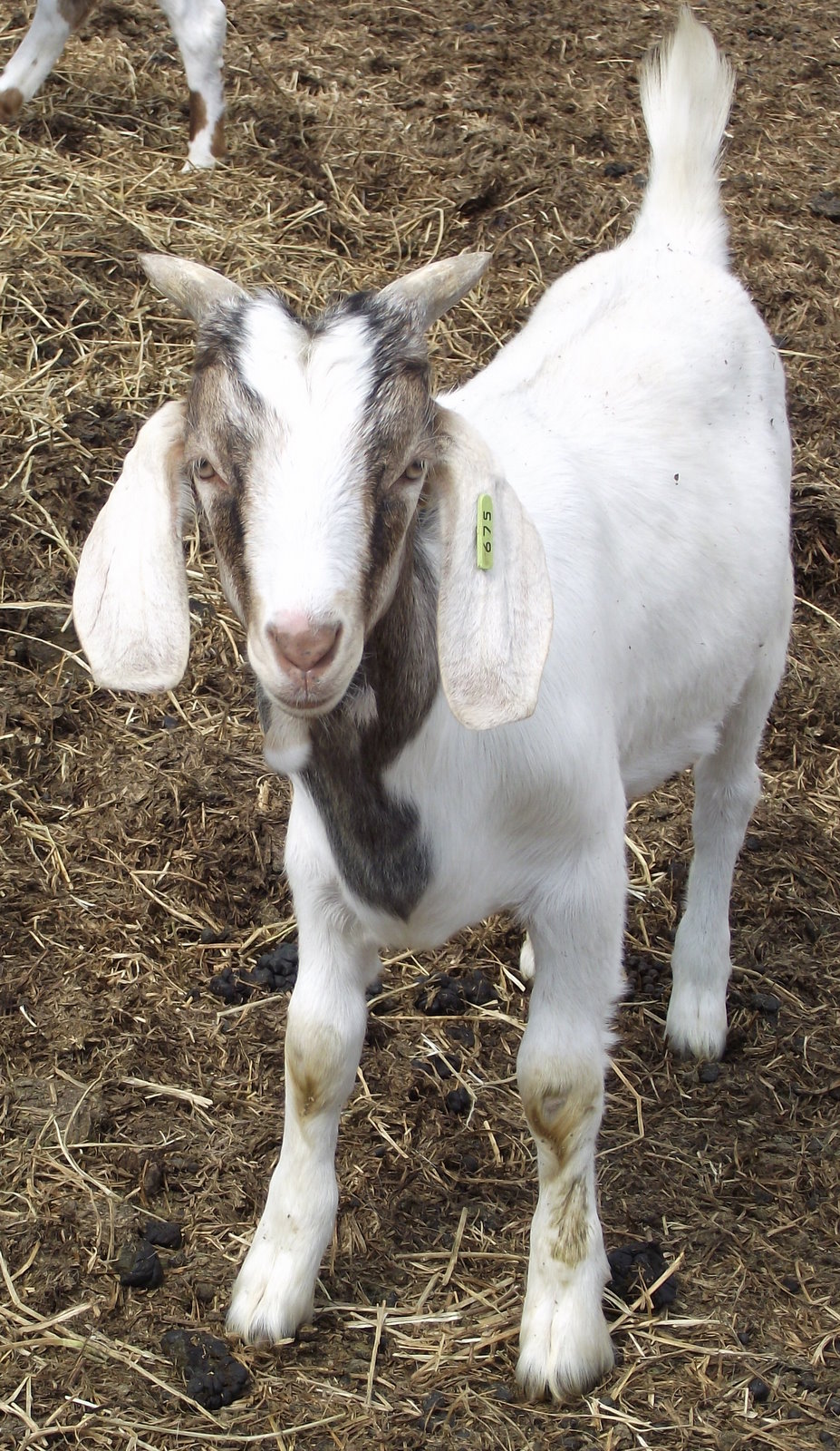 Flat Lake Goats Goats For Sale (Northern Alberta)
