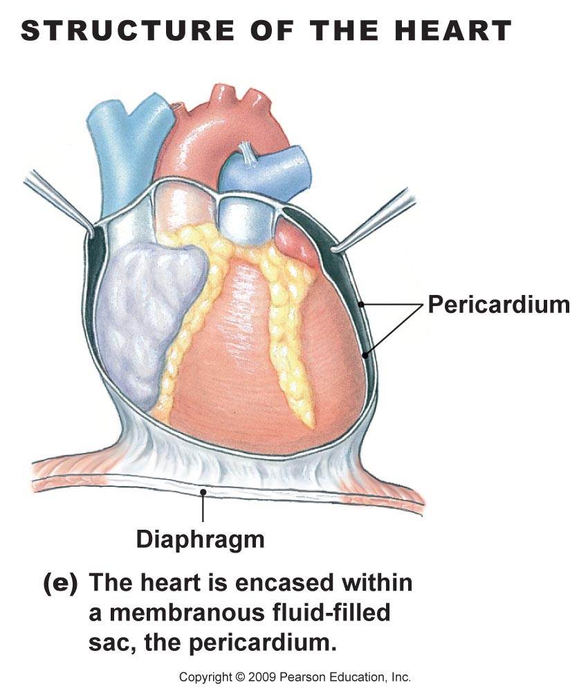 My Biomedical Notebook: Cardiovascular Function and dysfunction