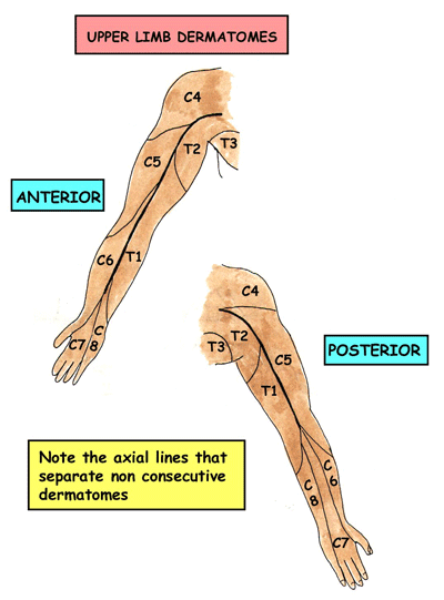 موقع الدكتور أحمد كلحى: صور تشريح - Anatomy : Nerves of the Upper Limb
