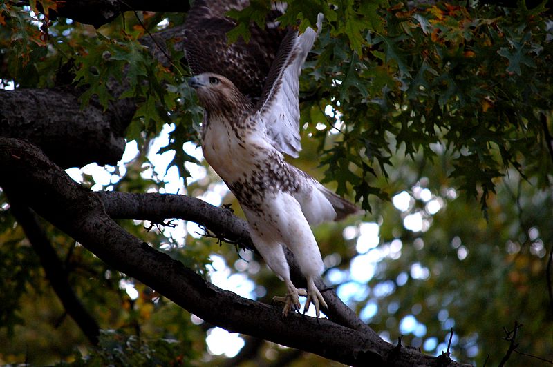 are hawks nocturnal are hawks nocturnal