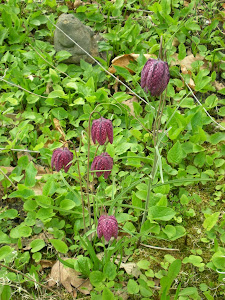 Wildflowers