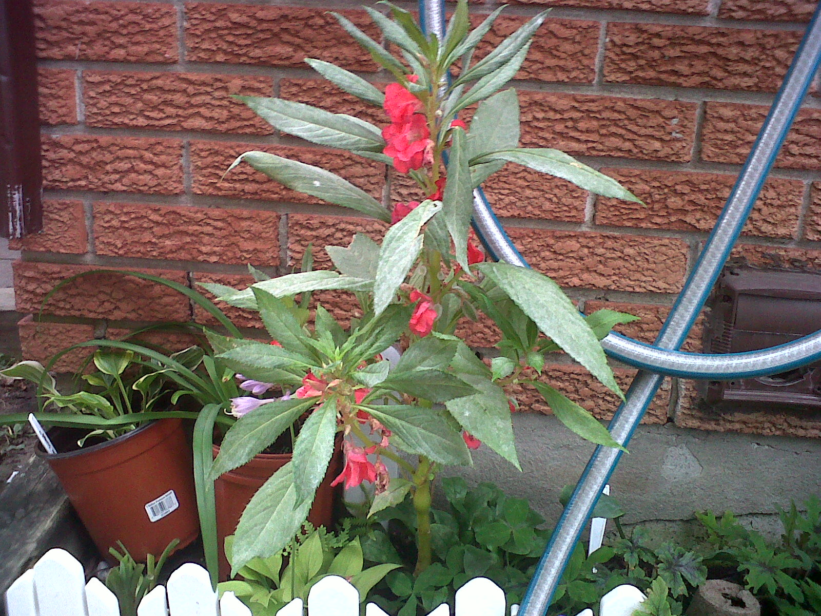 Live, Love, Climb! Impatiens Balsamina/Rose Balsam (Edible Flowering