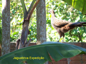 Bichos da Floresta Atlântica