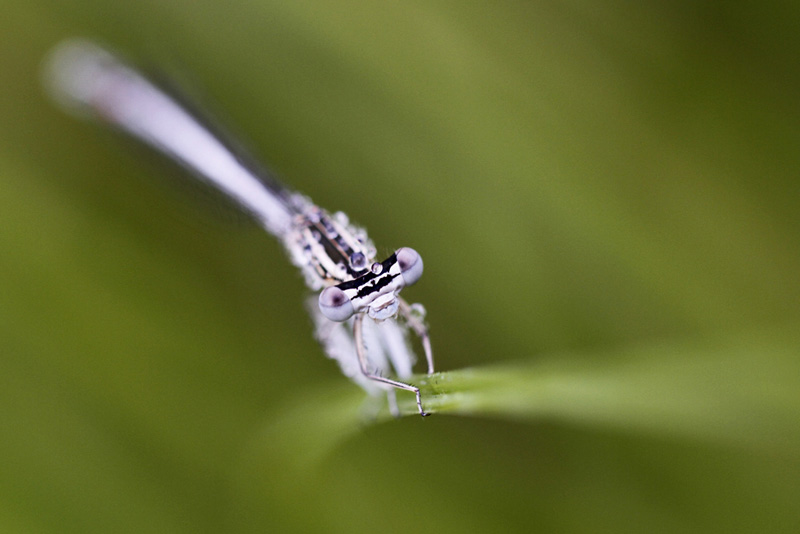 Libellules + maj 16/08 Platycnemis+pennipes