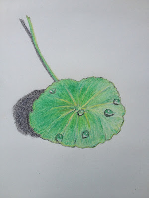 Centella asiatica