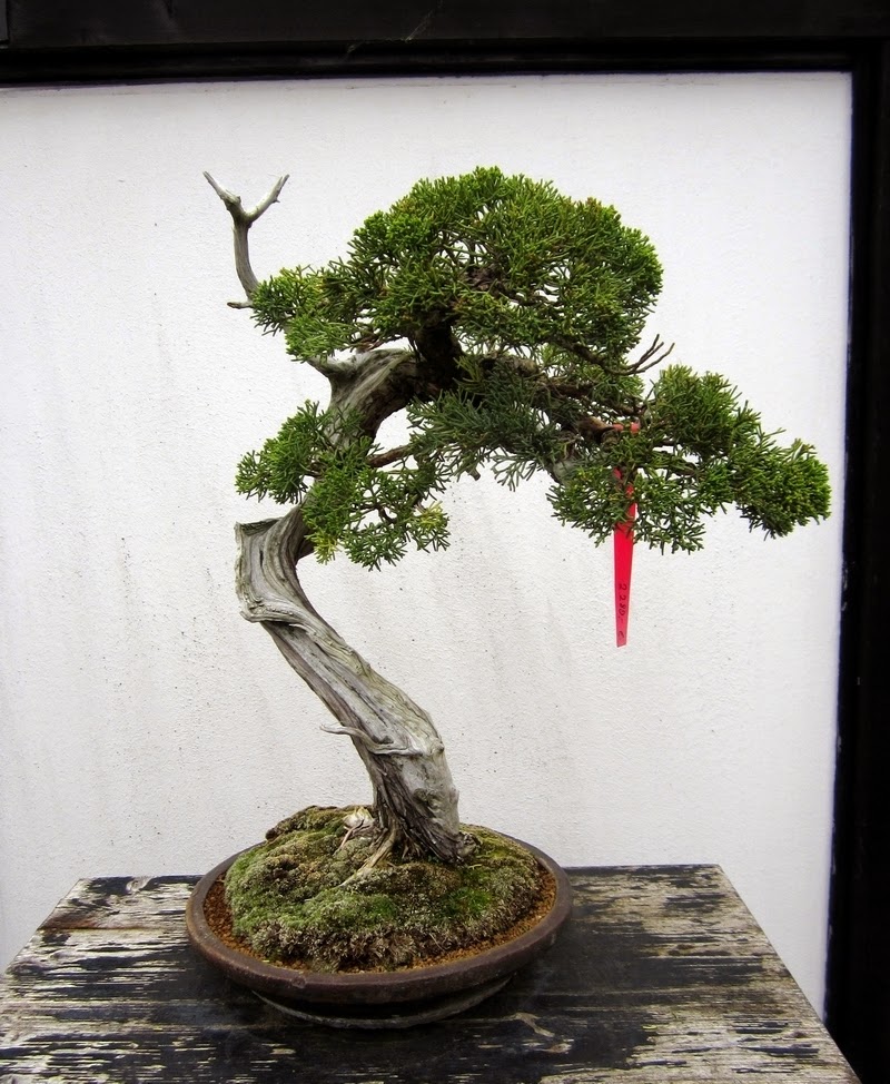 Fotos aus dem BonsaiZentrum Heidelberg