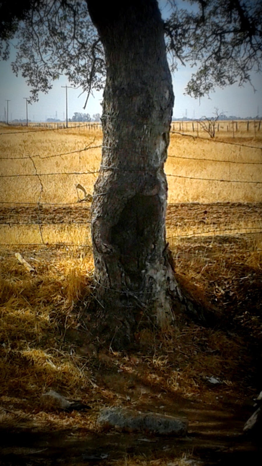 Haunted Humpday The Tragedy's Of Dyer Lane