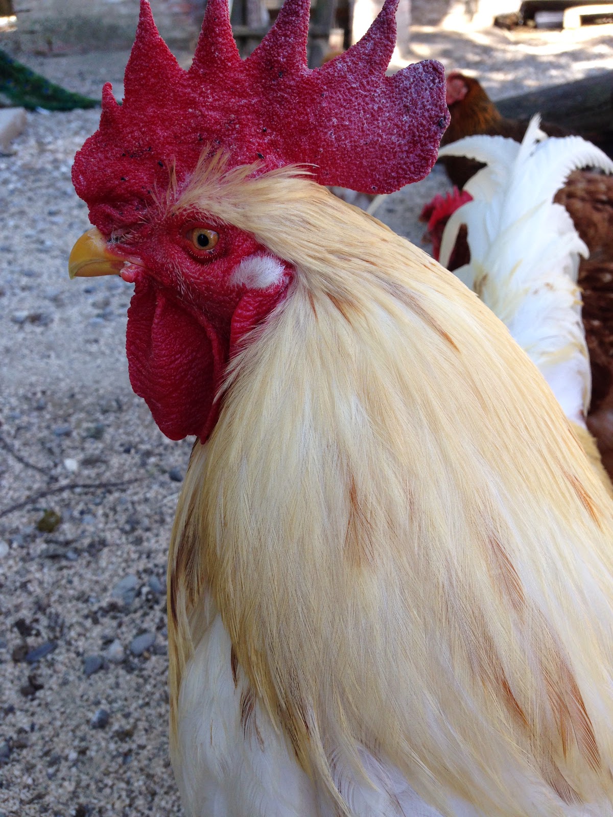 Piccoli Viaggi Musicali Il Carnevale Degli Animali 2 Galli E Galline E Tartarughe