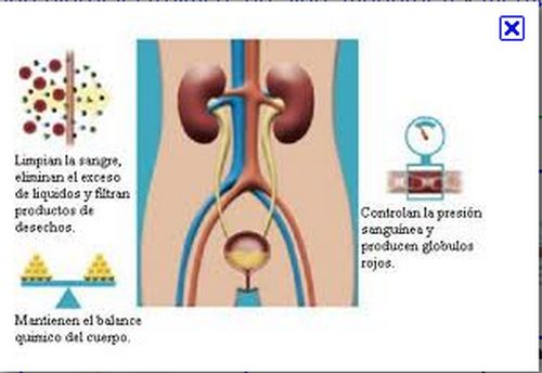 La hernia intervertebral en los riñones al embarazo