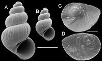 http://sciencythoughts.blogspot.co.uk/2015/05/tryonia-infernalis-new-species-of.html