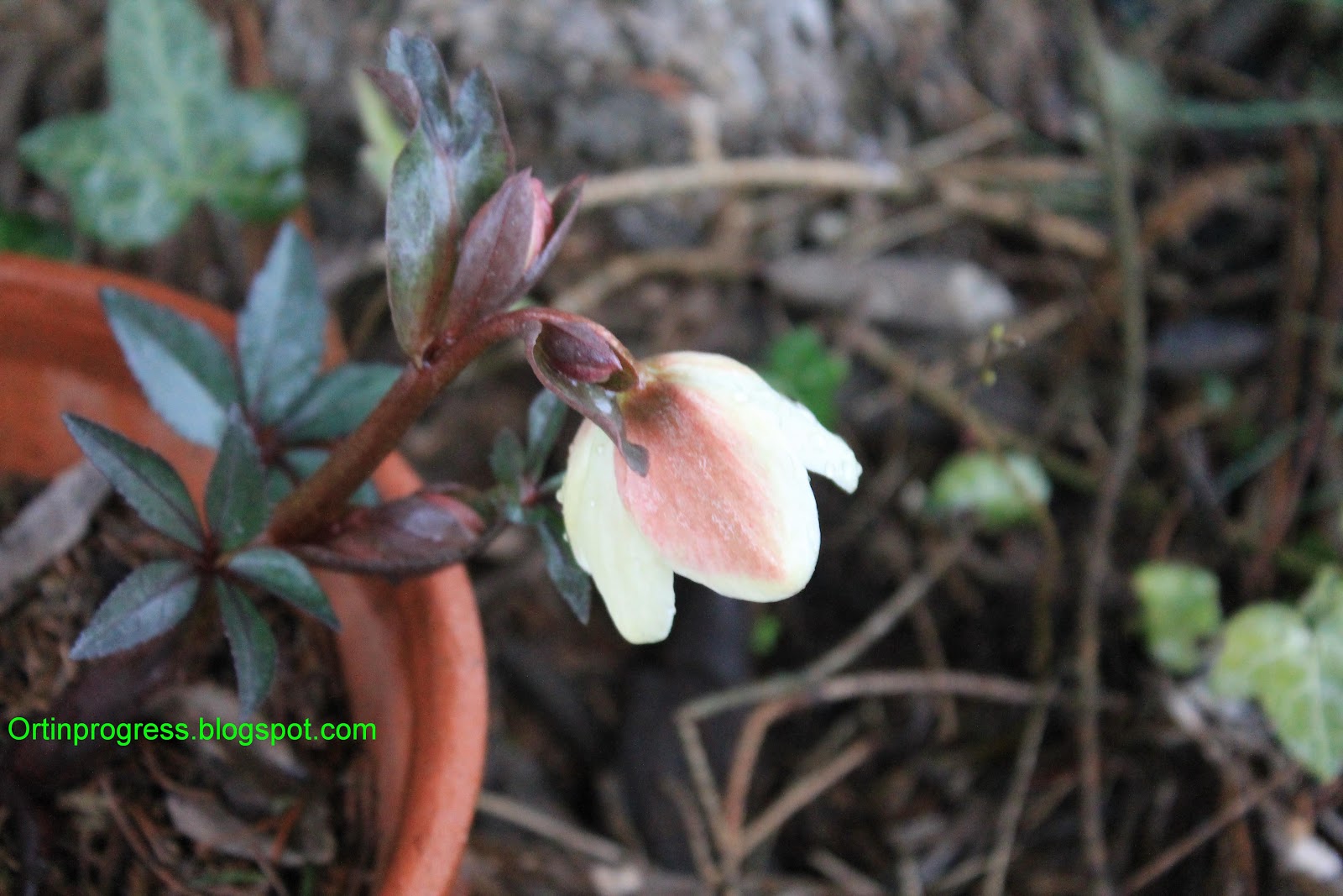 Orti in progress: marzo 2013
