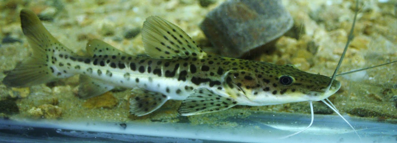 The Beauty of Underwater Catfish, Bukan Lele Biasa