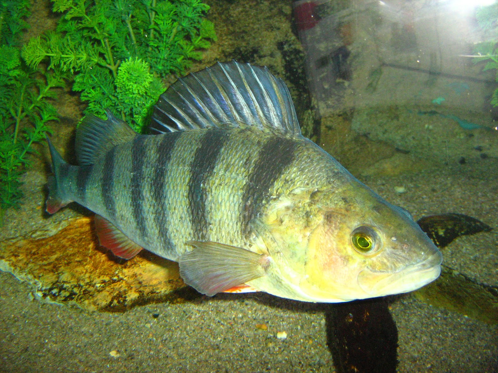 Mostly Open Ocean: Fish get wasted on wastewater