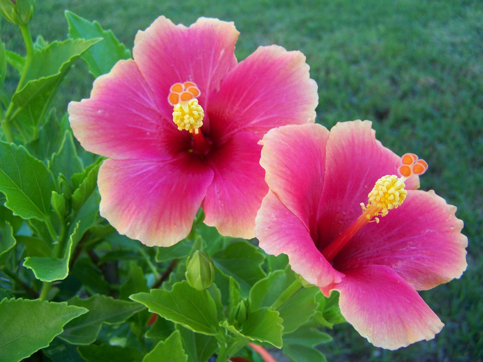La flor del hibiscus rosa sinensis Krista