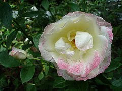 garden rose