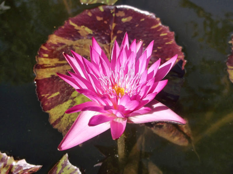 "Miami Rose" water lily