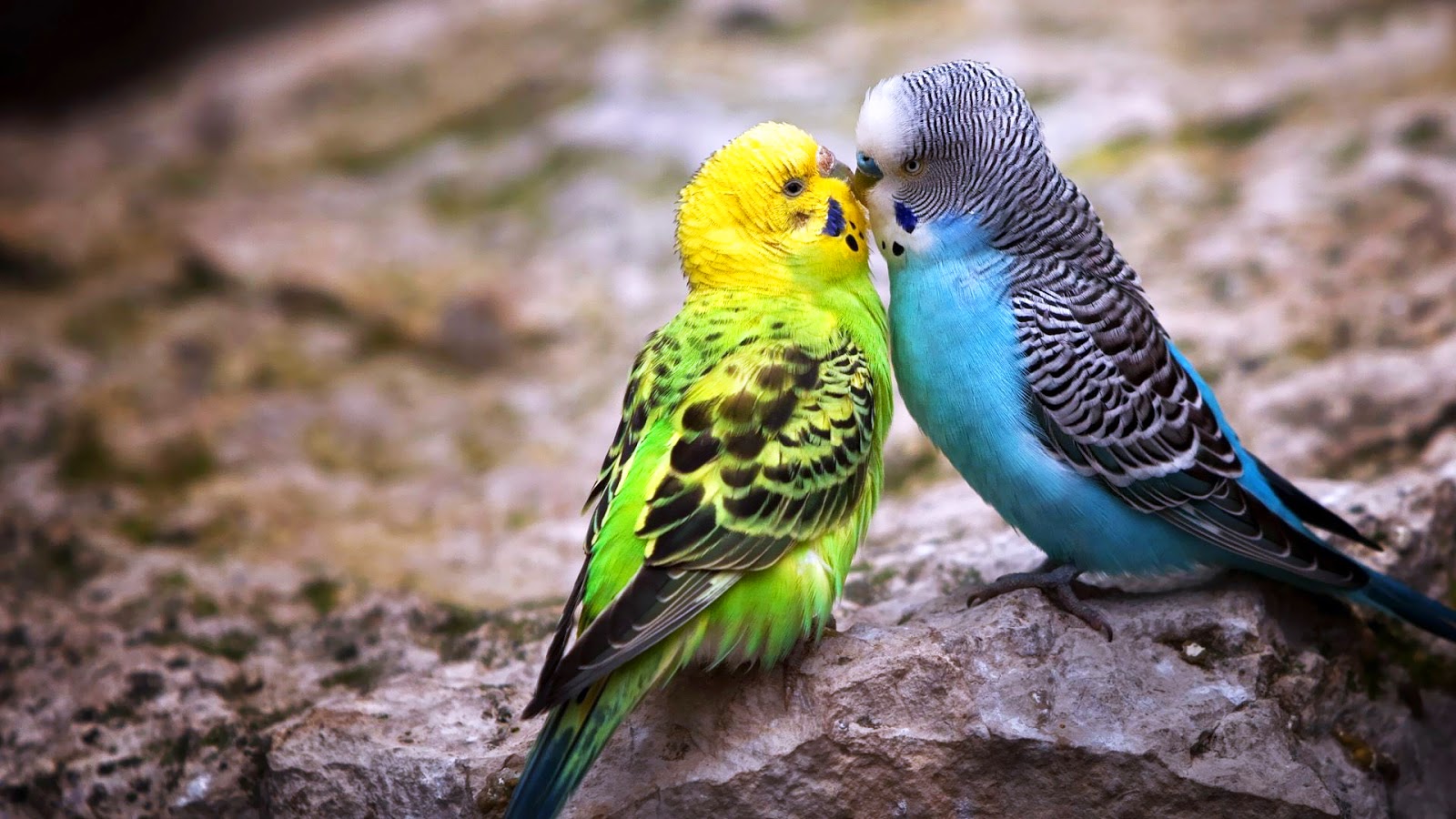 loving2you Beautiful Nice and Lovely Birds Images
