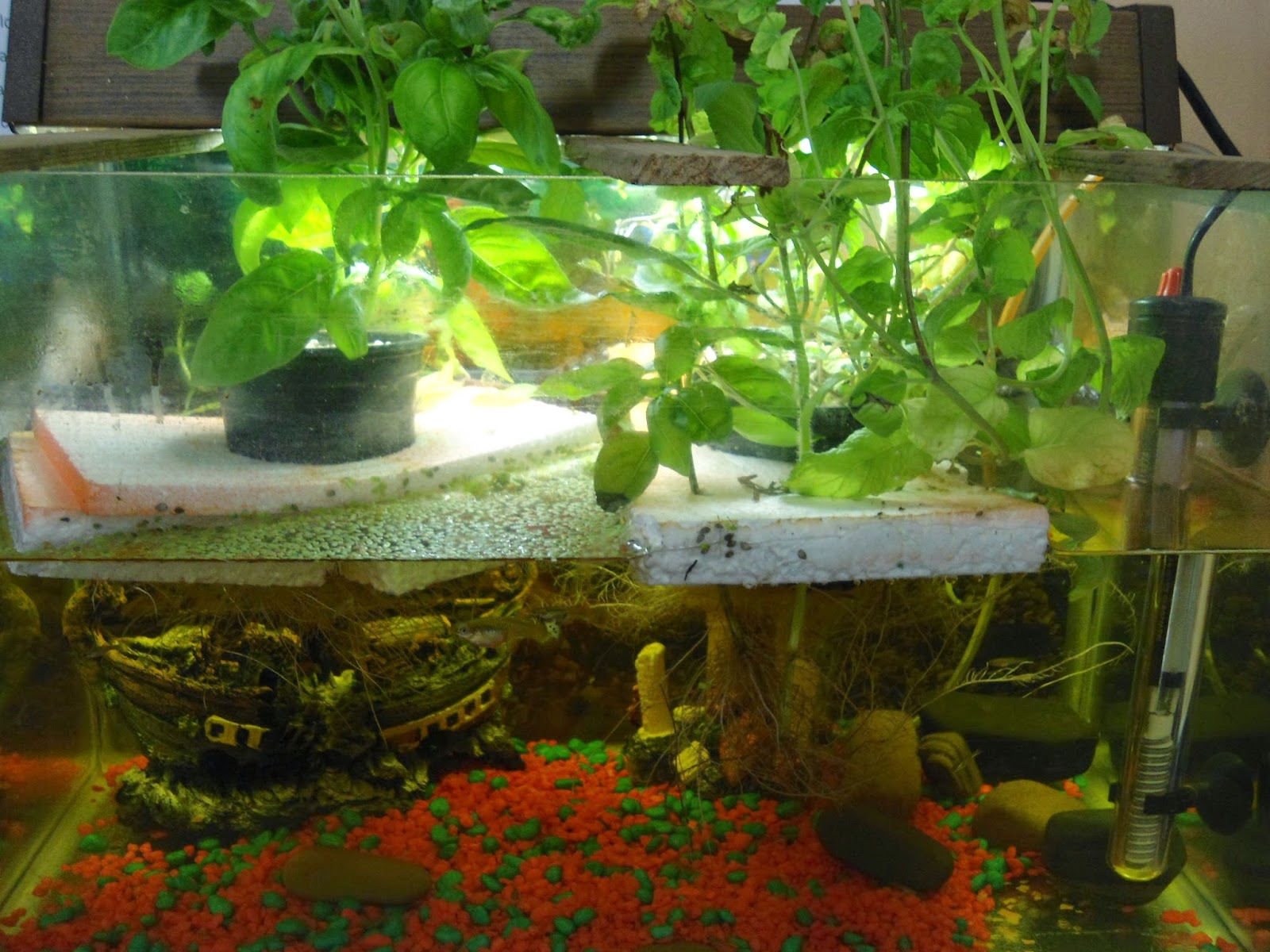 Mudflower Small scale home aquaponics