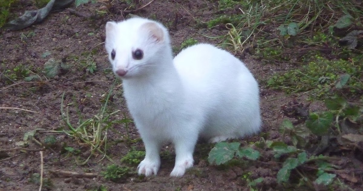 White Stoat Pets